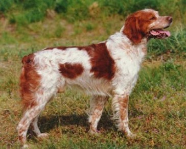 SPANIEL BRETAO